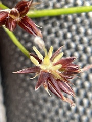 Juncus dubius