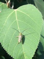Glenea quatuordecimmaculata