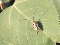 Glenea quatuordecimmaculata