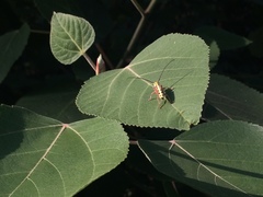 Glenea quatuordecimmaculata