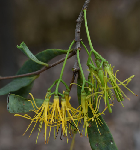 Amyema congener (Schult. & Schult.fil.) Tiegh.