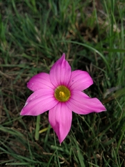 Romulea autumnalis