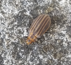 Neolochmaea dilatipennis