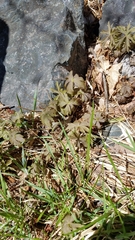 Anemonastrum canadense