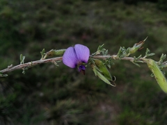 Lotononis stricta