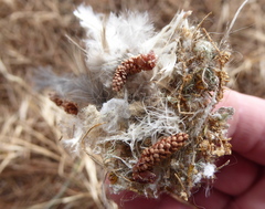 Psaltriparus minimus