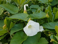Calystegia silvatica