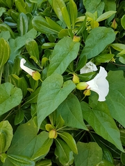 Calystegia silvatica