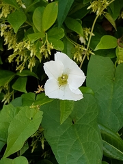 Calystegia silvatica
