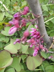 Cercis siliquastrum