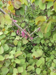 Cercis siliquastrum