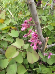Cercis siliquastrum