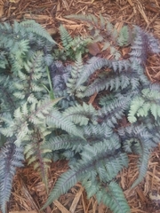 Athyrium niponicum