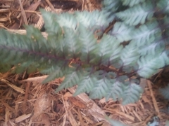 Athyrium niponicum