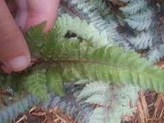 Athyrium niponicum