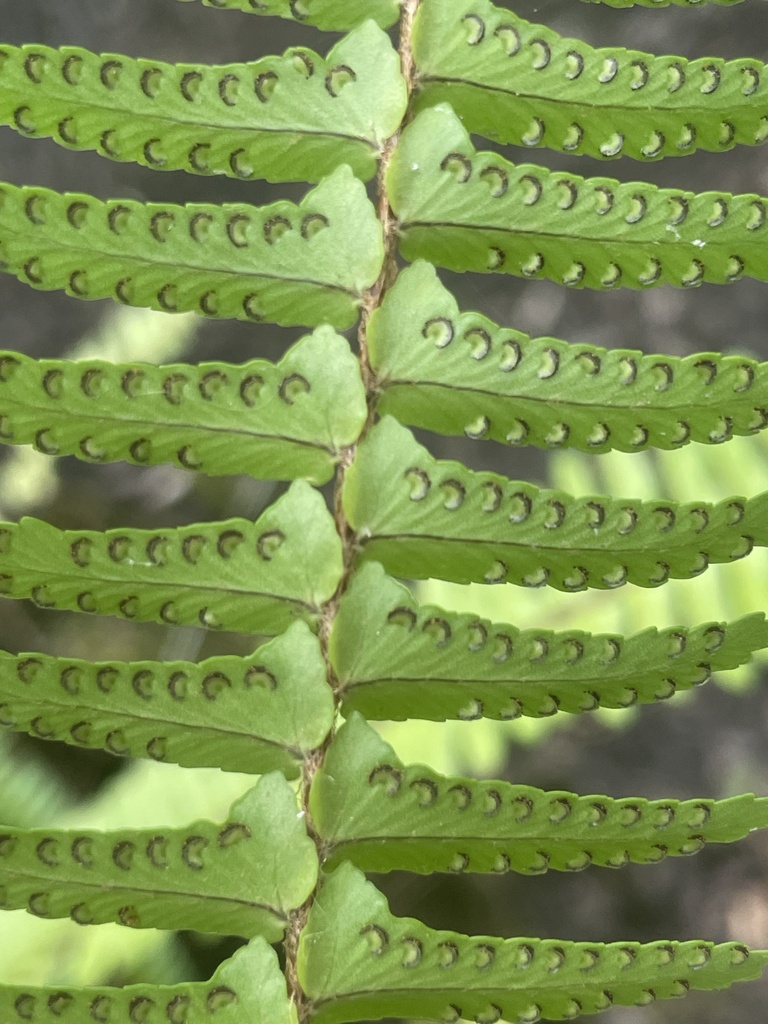 southern sword fern from Tampa, FL, US on May 16, 2024 at 10:53 AM by ...