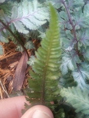 Athyrium niponicum