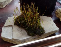 Tortula muralis