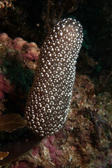 Purple Ascidian photo 3