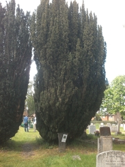 Taxus baccata