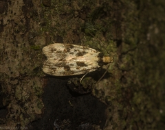 Barea eucapnodes