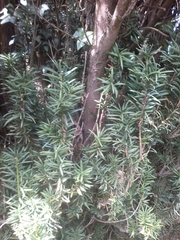 Taxus baccata