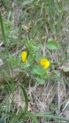 Chamaecytisus ratisbonensis