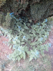 Pentaglottis sempervirens