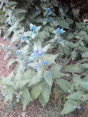 Pentaglottis sempervirens