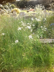 Anthriscus sylvestris