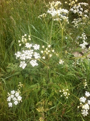 Anthriscus sylvestris