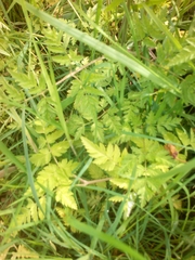 Anthriscus sylvestris