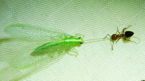 Red-lipped Green Lacewing photo 4