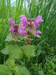 Lamium maculatum