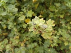 Vanessa cardui
