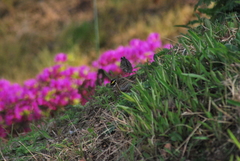 Emberiza chrysophrys