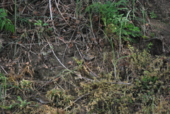 Emberiza chrysophrys