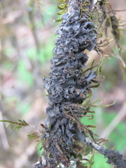 Collema flaccidum