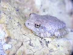 Hyla arenicolor