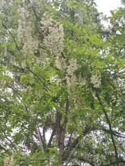 Robinia pseudoacacia
