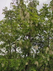 Robinia pseudoacacia