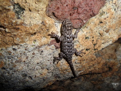 Sceloporus clarkii