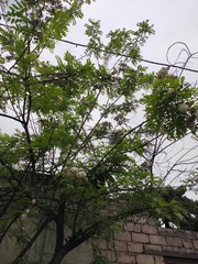 Robinia pseudoacacia