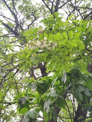 Robinia pseudoacacia