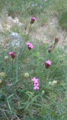 Dianthus pontederae
