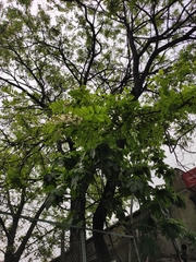 Robinia pseudoacacia