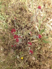 Helichrysum sanguineum