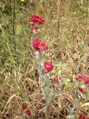 Helichrysum sanguineum