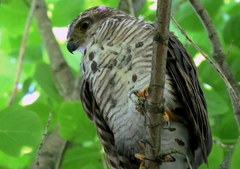 Accipiter tachiro