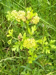 Polytaenia